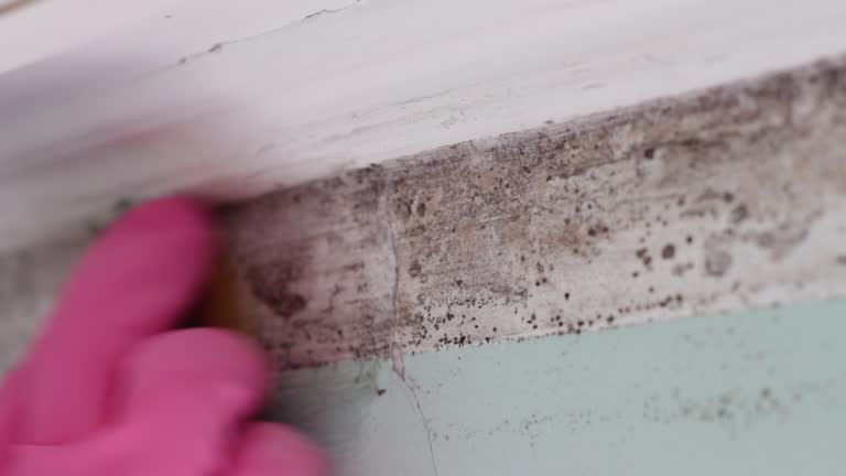 Mold Remediation for Vacation Homes in Mississippi State, MS